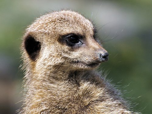 meerkat  animal  cute