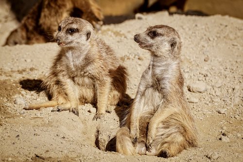 meerkat  funny  watch