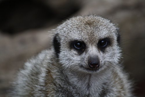 meerkat  animal  nature