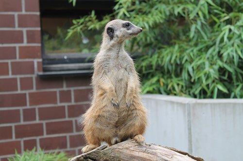 meerkat  animal  vigilant