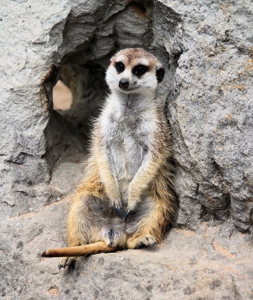meerkat  animal  beast