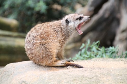 meerkat  zoo  tooth