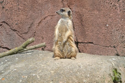 meerkat  mammal  zoo animal