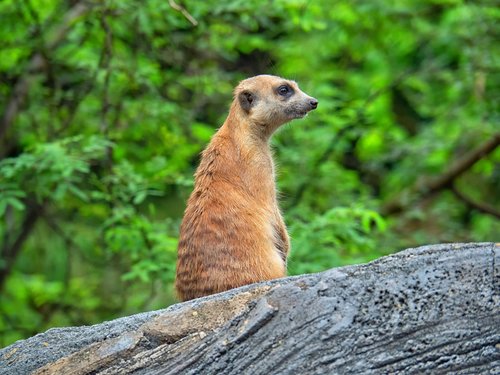 meerkat  animal  wild