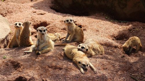 meerkat family animals