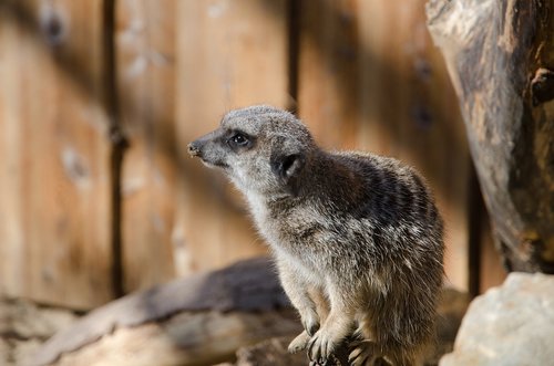 meerkat  zoo  animal
