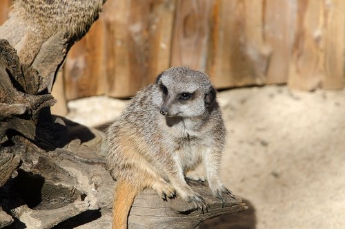 meerkat  zoo  animal