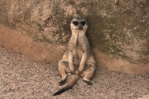 meerkat  animal  cute