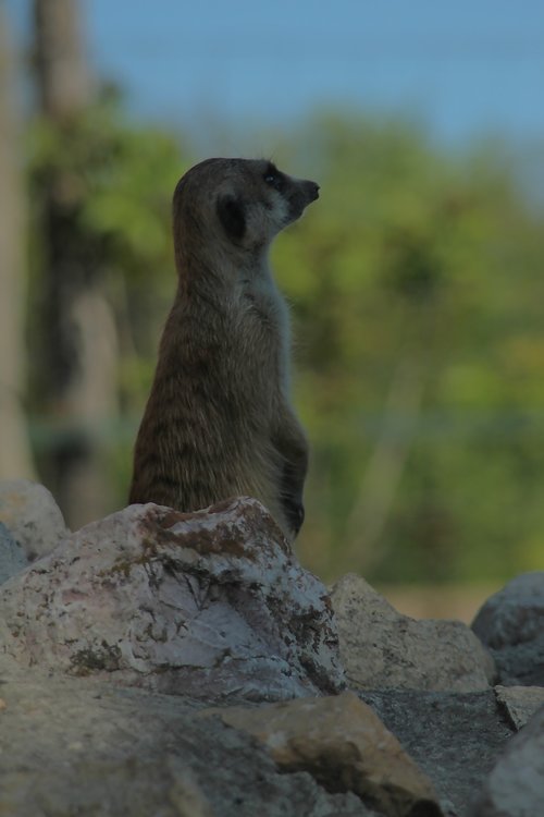 meerkat  rodent  animal