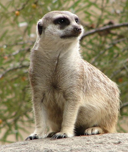 meerkat animal guard