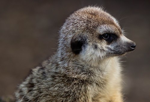 meerkat  watching  close up