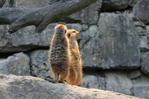 meerkat watch guard