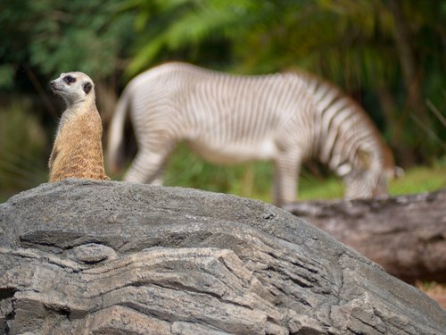 meerkat  zebra  africa