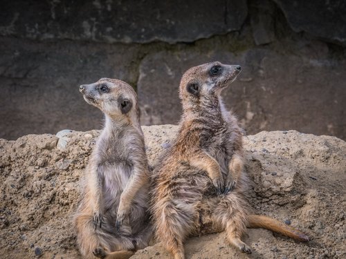 meerkat  animals  animal world