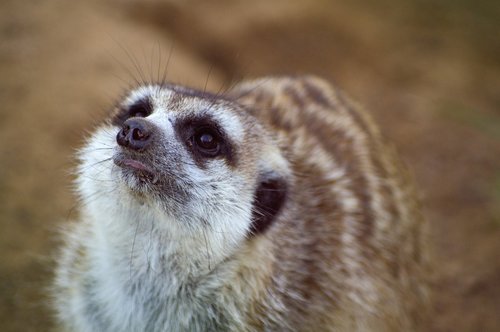 meerkat  cute  fur