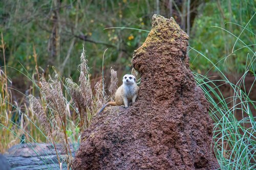 meerkat  animal  zoo