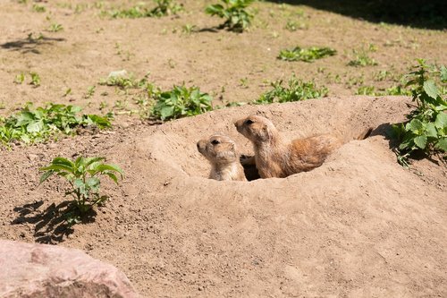 meerkat  nature  cute