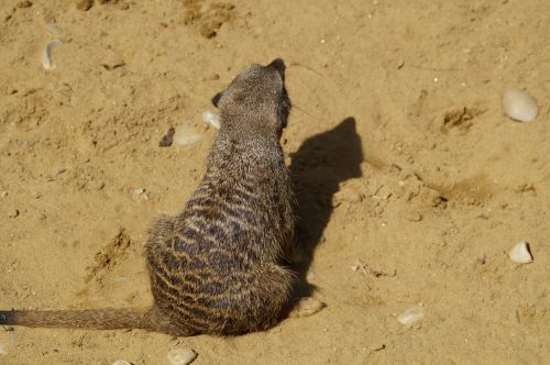 meerkat cute animal world