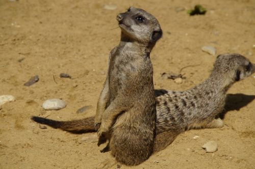 meerkat cute animal world