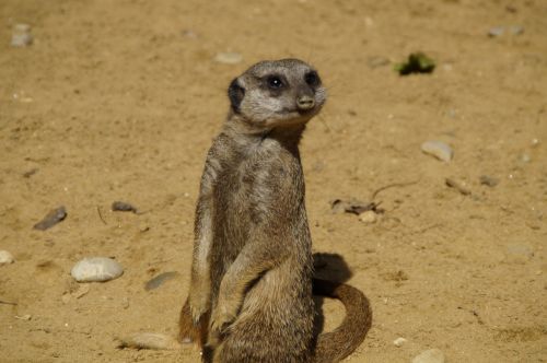 meerkat cute animal world