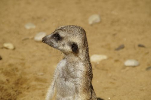 meerkat portrait head