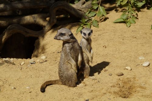meerkat cute animal world