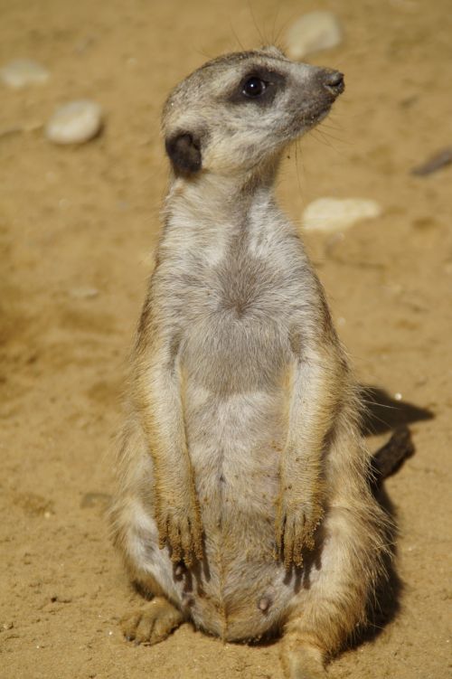 meerkat cute animal world