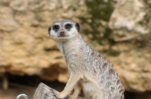 meerkat mammal funny