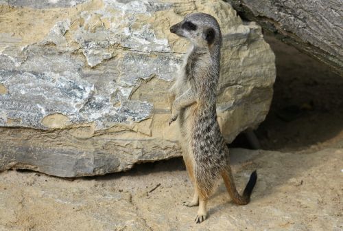 meerkat mammal animal
