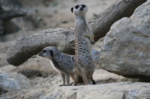 meerkat mammal funny