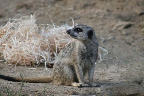 meerkat mammal funny