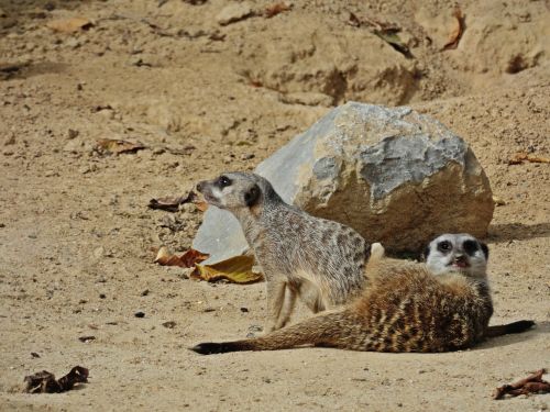 meerkat animal nature
