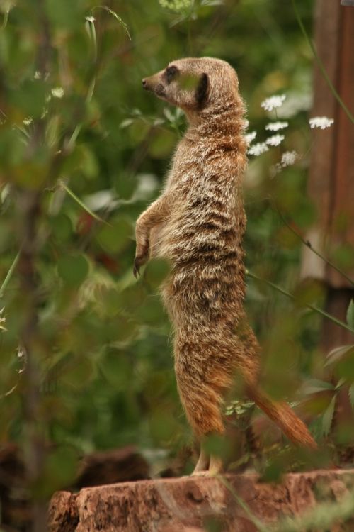 meerkat wildlife animal