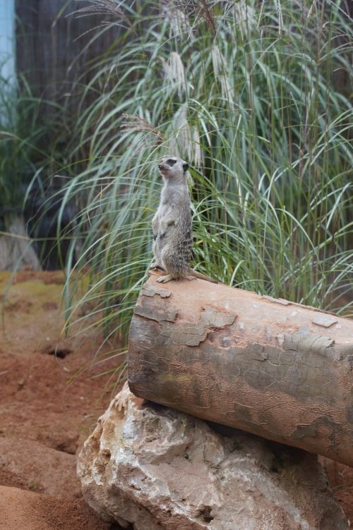 meerkat supervisor supervision