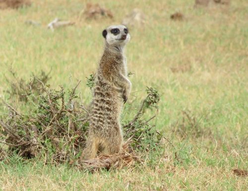 meerkat south africa park
