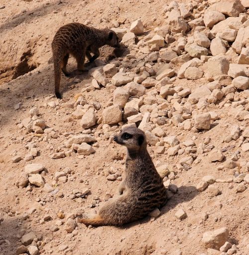meerkat animal wildlife