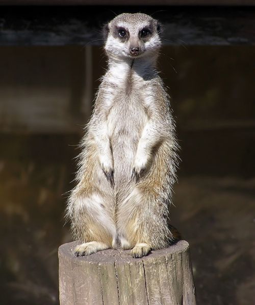 meerkat sitting facing