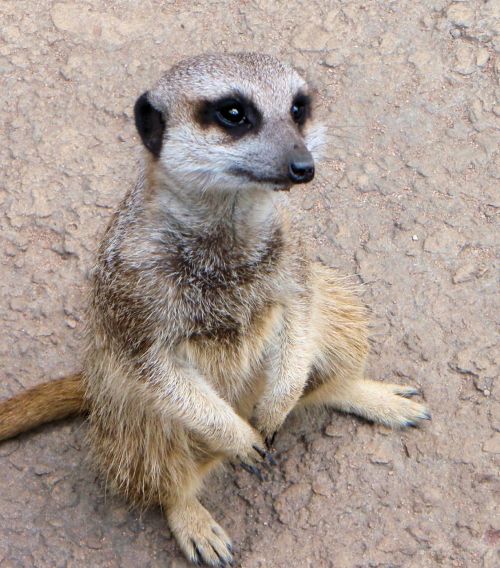 meerkat animal closeup