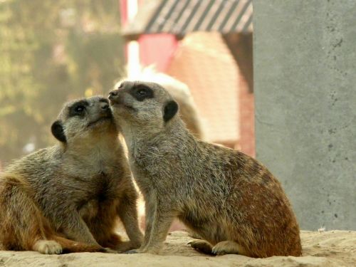 meerkat kuschelnd domestic animals