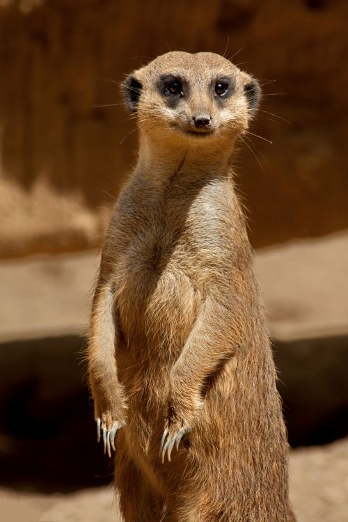 meerkat savannah africa
