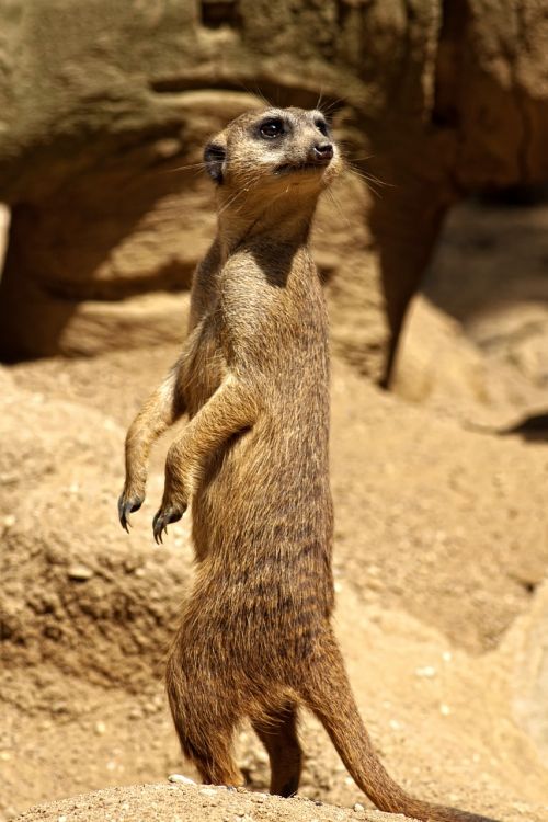 meerkat savannah africa