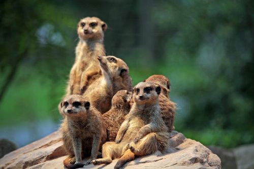 meerkat zoo sit