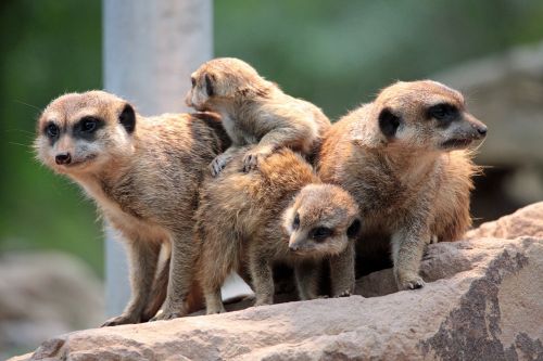 meerkat group cute