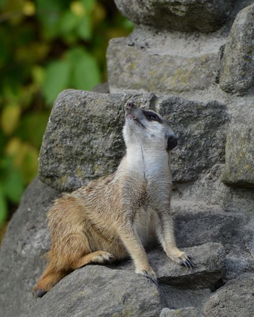 meerkat zoo sweet