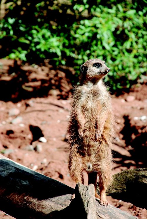 meerkat zoo sand