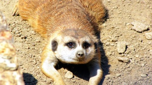 meerkat face wildlife