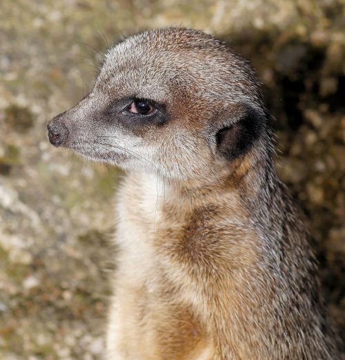 meerkat portrait sweet