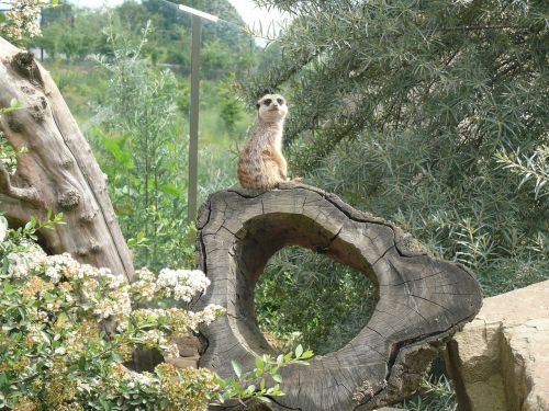 meerkat animal nature