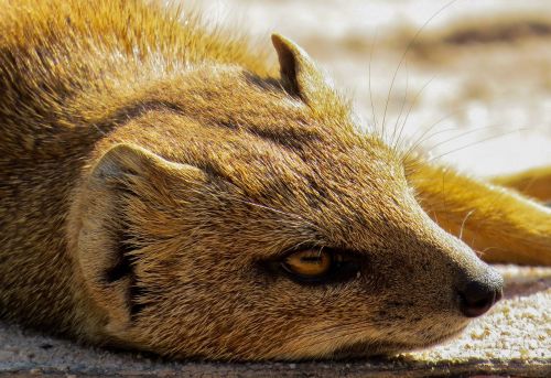 meerkat small eye