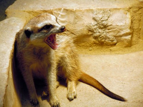 meerkat yawning tired